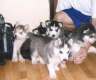 wunderschöne Siberian husky Welpen